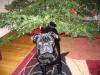 Xmas Tree pug