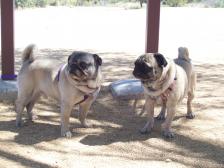 Desert Pugs