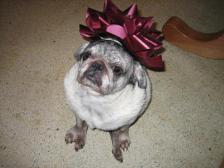 Christmas Pug