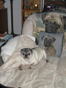 Pugs