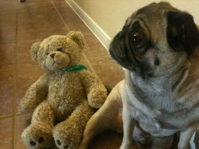 Dot and her new teddy bear