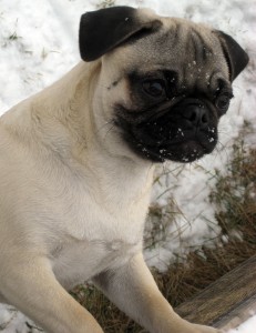 Beau in Snow