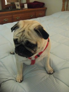 Emma sitting pretty on the bed.