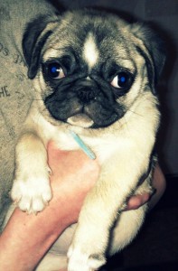 Emmett the Pug