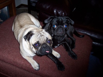 Frank and Jimi Begging for food