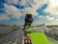 Surfing Pug