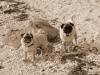 Pugs on a beach!