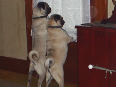 Pugs On Patrol...