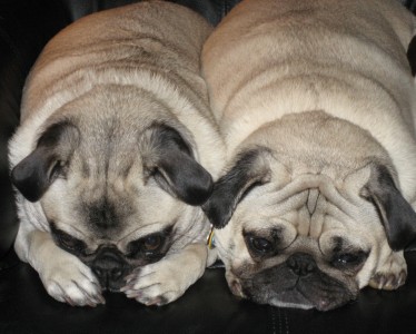 Pouting Pugs