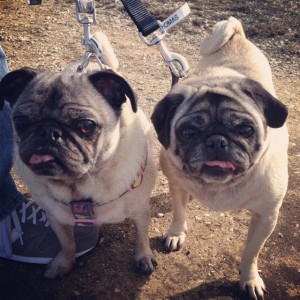 Pug Walk