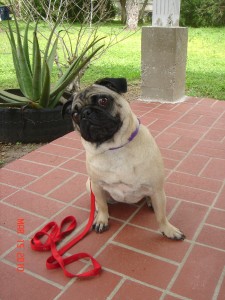 Mimo the Pug