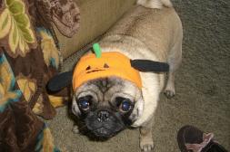 Another humiliating Halloween!  Are you happy now?