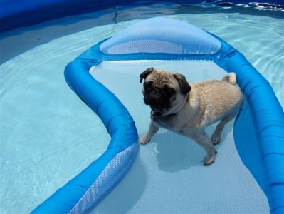 Genie Chillin' at the Pool