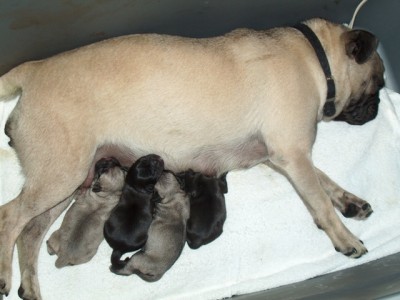 Keyra delivers her pups