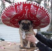 Cinco de Mayo