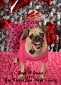 Pug Rescue of San Diego Pugs & Kisses Party