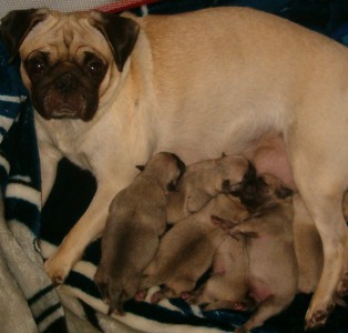 Harley and babies