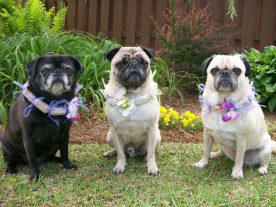 Hawaiian Pugs