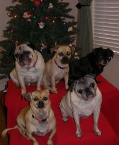 Pug Christmas