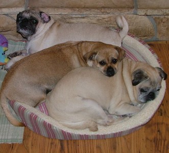 How many pugs in one bed?