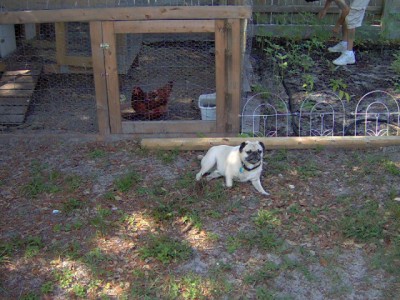 Sully minding the chickens....