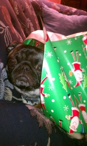 who wants a pug for christmas!