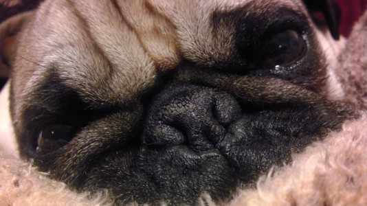 Walter the pug