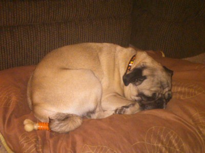 Post Pug-O-Ween