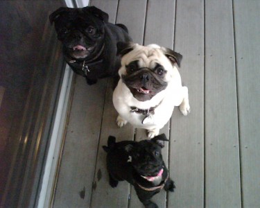 1 happy pug family