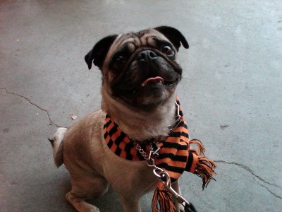 Pug-O-Ween 2010