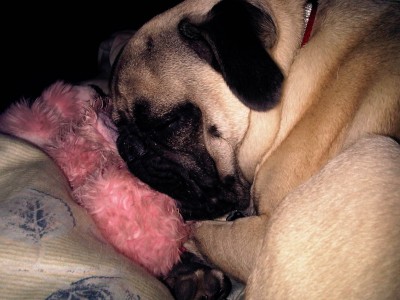 Levi sleeping with his favorite stuffed animal