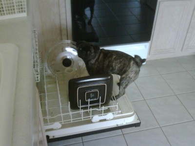 DIshwasher for Hire!