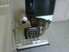 DIshwasher for Hire!