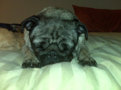 Sleepy Puggy