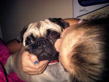 pug kisses