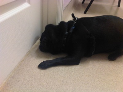 Otto is not to happy about the Vet taking his buddy Levi into the scary room!