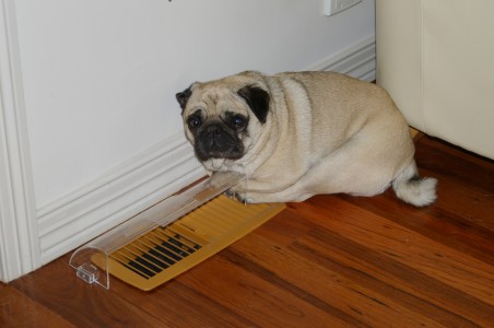 Cold Pug