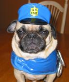 Pug security