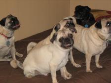 my five pugs