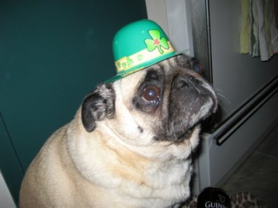 St. Paddy's Pug