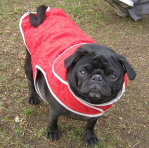 Sorella in her stylish Martha Stewart Jacket