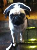 pug pirate!!