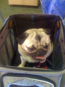 Klaus test sitting a doggy stroller