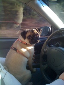 Helping Daddy Drive