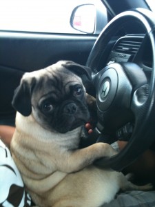 $5 for a pugley ride