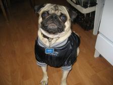 major league pug