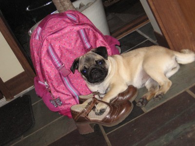 Back to School Pug