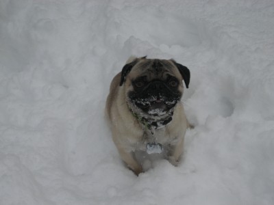 Snowbeard