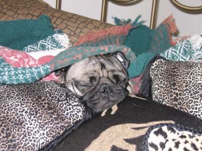 Napping on mom's bed