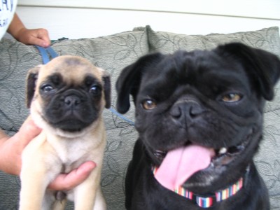 Raisin and Rufus